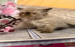 Persian cats for sale: Persians colour point  - Image 5
