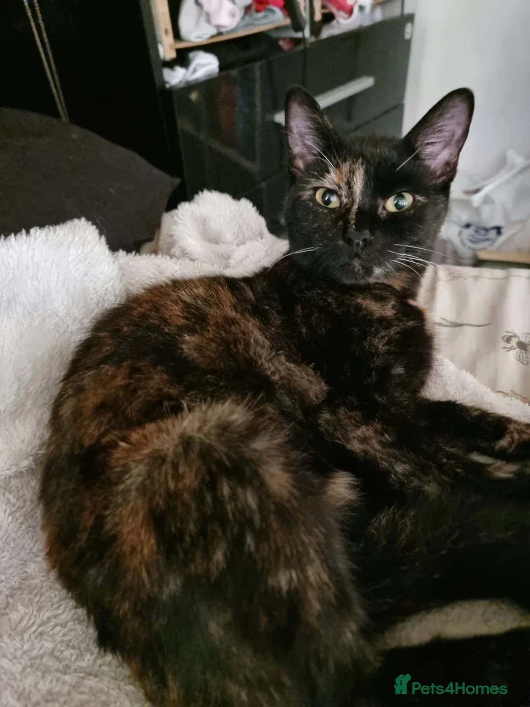 Mixed Breed cats for sale: 4 year old girl needs a home asap - Advert 2