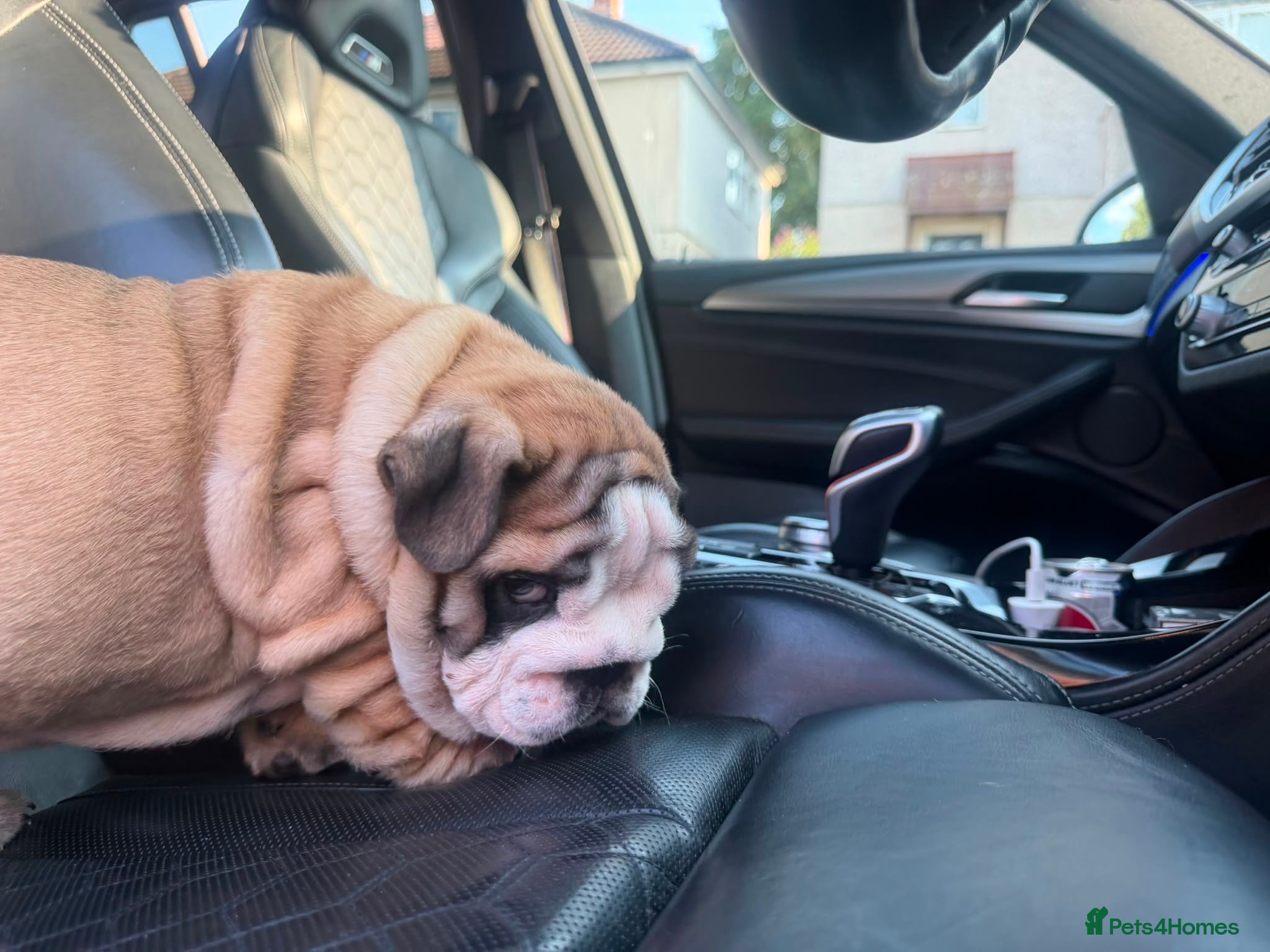 English Bulldog dogs Quality English bulldogs - Advert 2