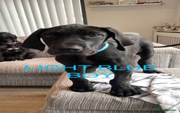Great Dane dogs for sale: Gorgeous Black/Blue Great Dane Puppies - Image 12