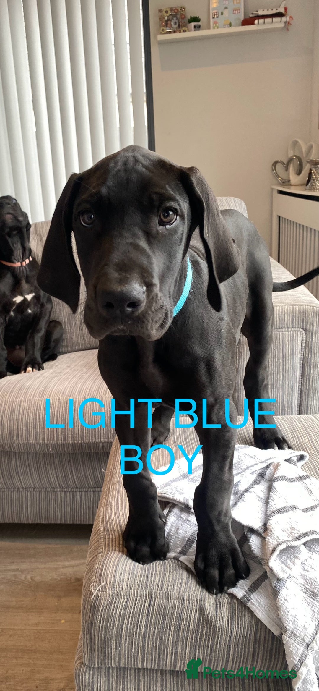 Great Dane dogs for sale: Gorgeous Black/Blue Great Dane Puppies - Image 12
