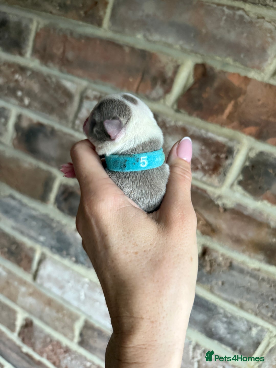 Boston Terrier dogs for sale: Boston Terrier puppies 🐶 - Advert 5