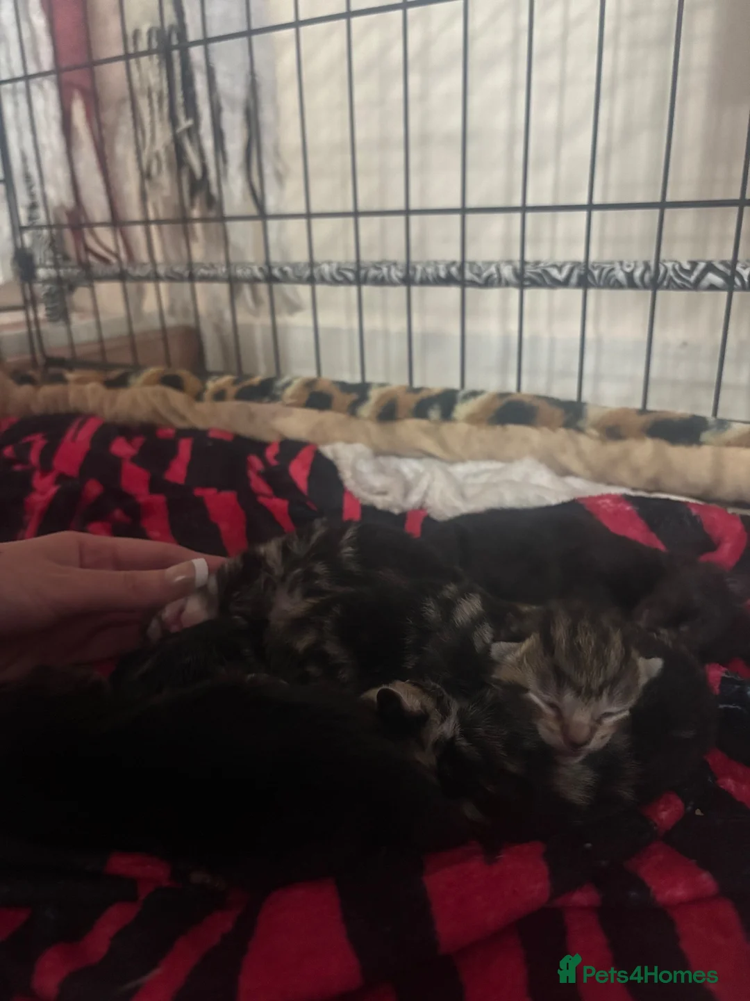 Domestic Shorthair cats for sale: 6 Curious Loving Domestic Shorthair Kittens - Advert 31