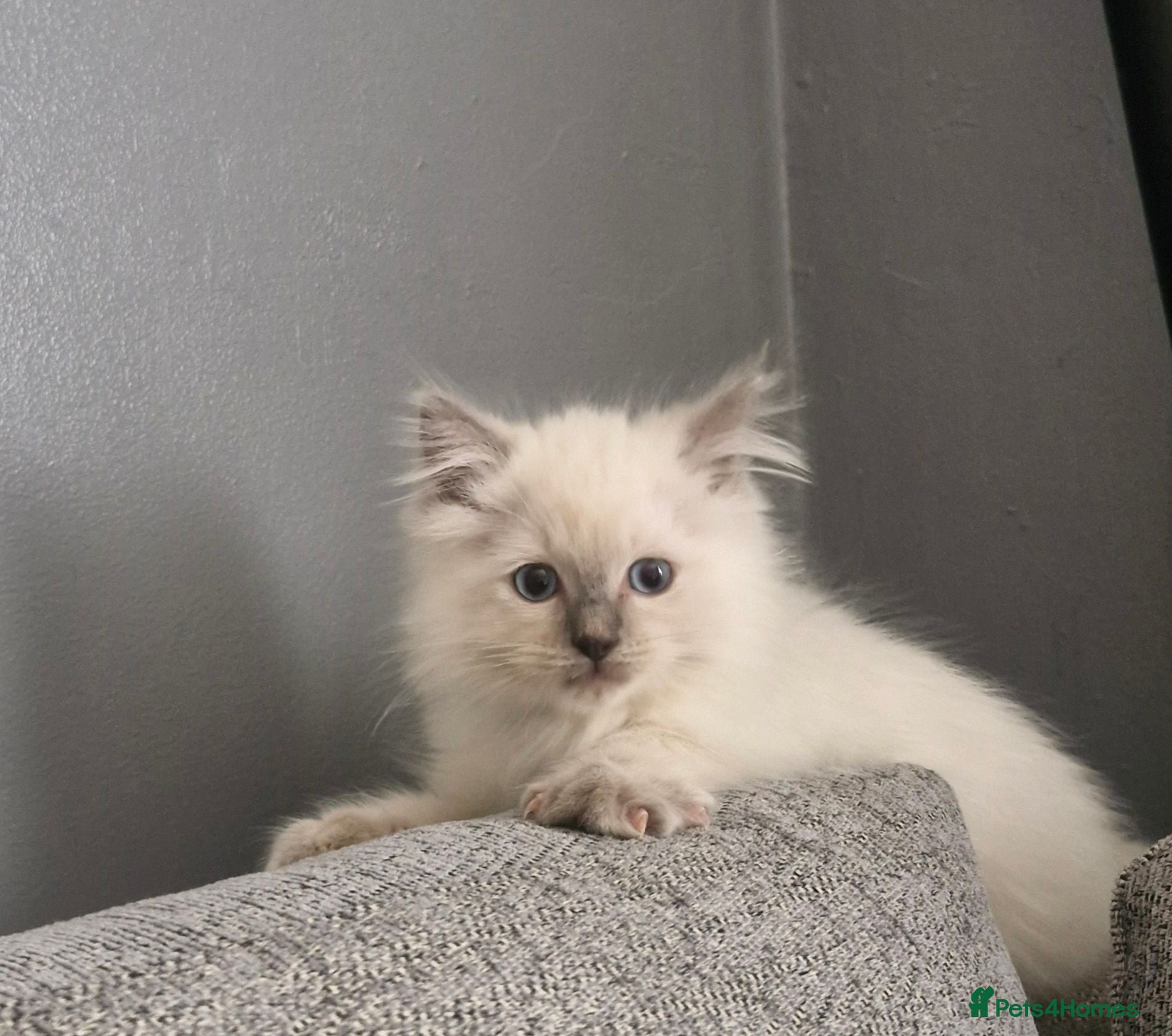 Ragdoll cats Beautiful ragdoll kittens - Advert 5