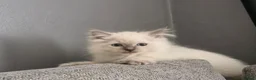Ragdoll cats for sale: Beautiful ragdoll kittens - Advert 1