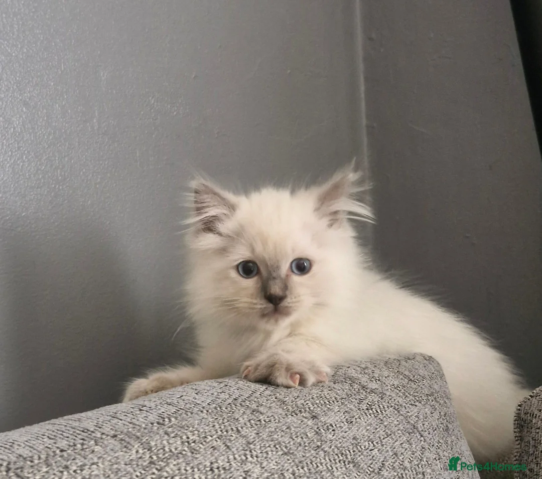 Ragdoll cats for sale: Beautiful ragdoll kittens - Advert 1