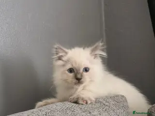 Ragdoll cats Beautiful ragdoll kittens - Advert 1