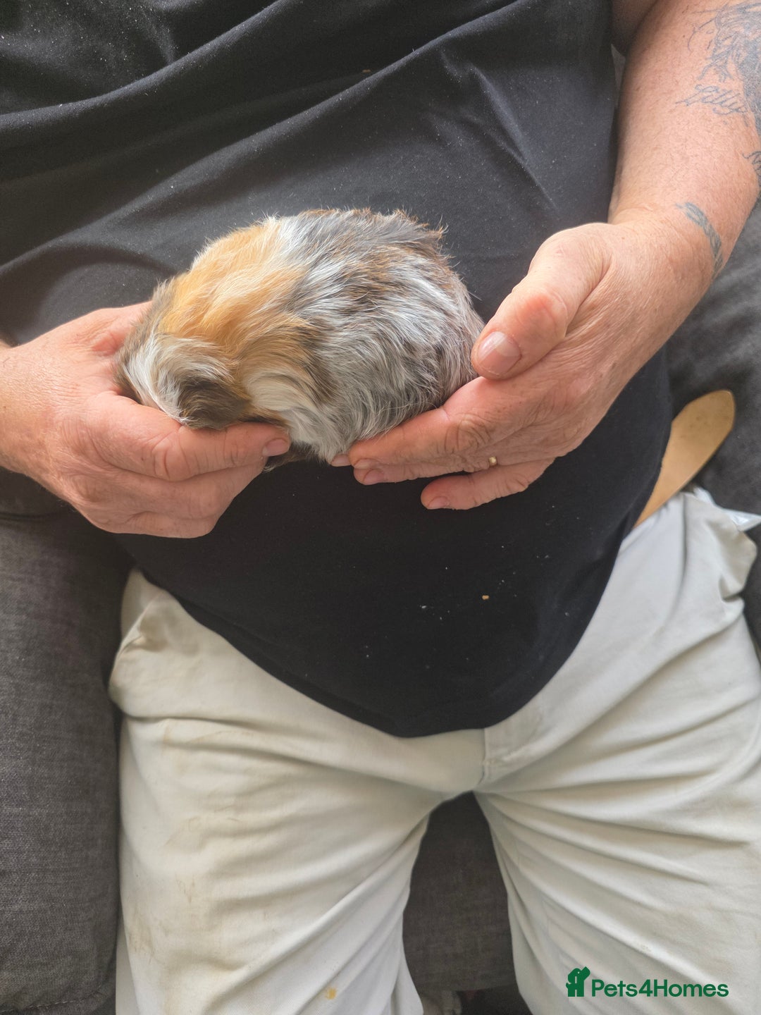 Guinea Pig rodents for sale: Male guinea pigs - Image 2