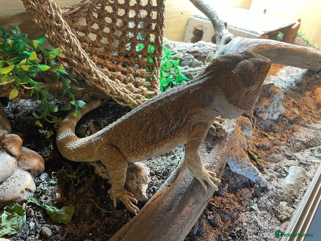 Bearded Dragon reptiles for sale: Bearded Dragon 20 months old  - Image 2