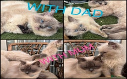 Ragdoll cats for sale: Beautiful ragdoll babies READY NOW - Image 5