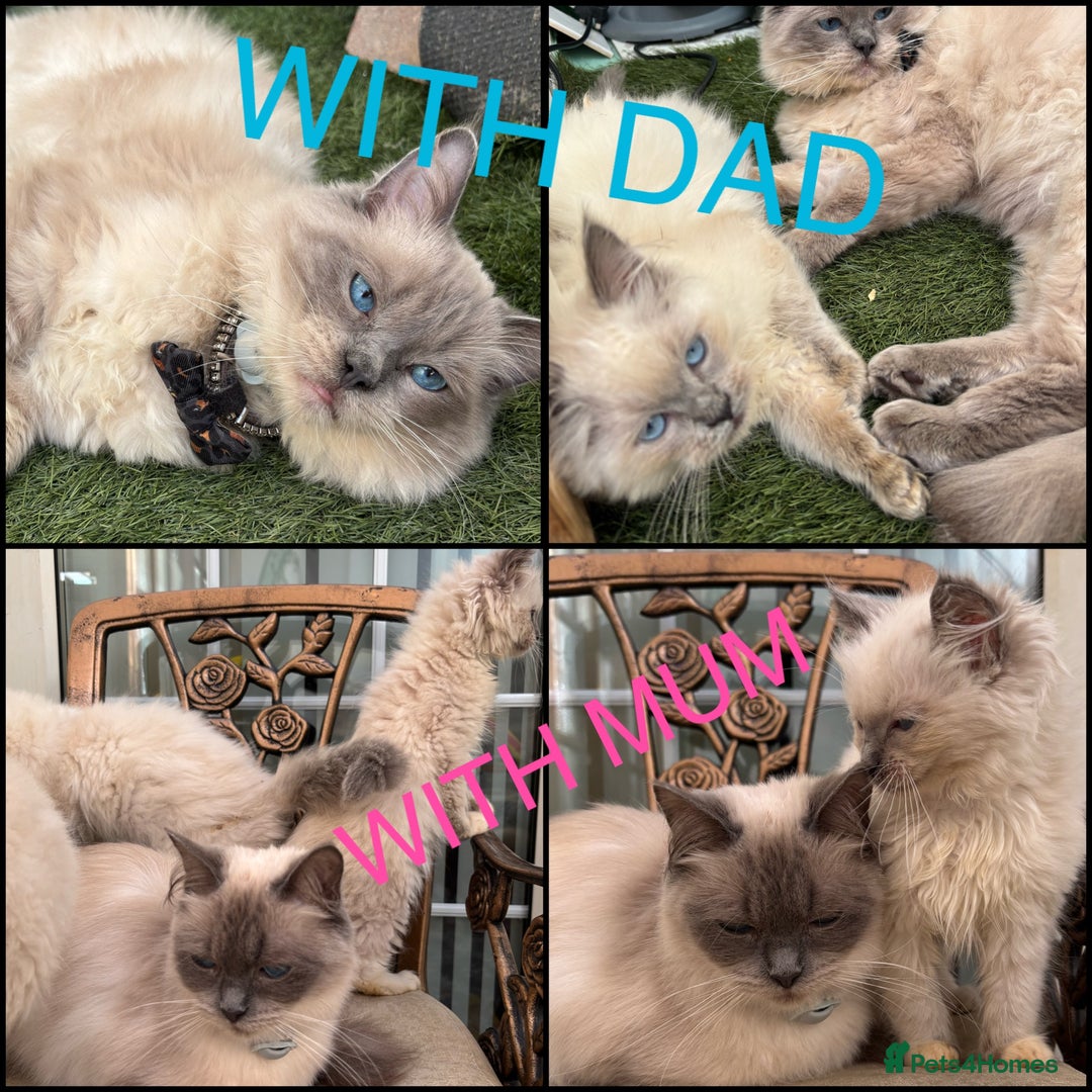 Ragdoll cats for sale: Beautiful ragdoll babies READY NOW - Image 5