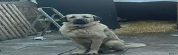 Mixed Breed birds for sale: Turkish kangal  in Rotherham - Advert 3