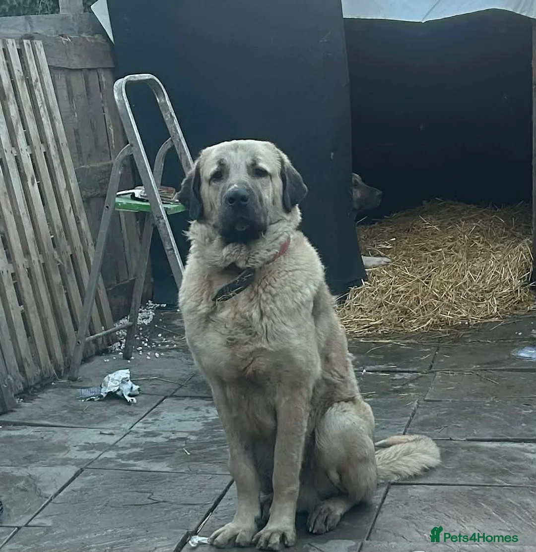 Mixed Breed birds for sale: Turkish kangal  in Rotherham - Advert 3