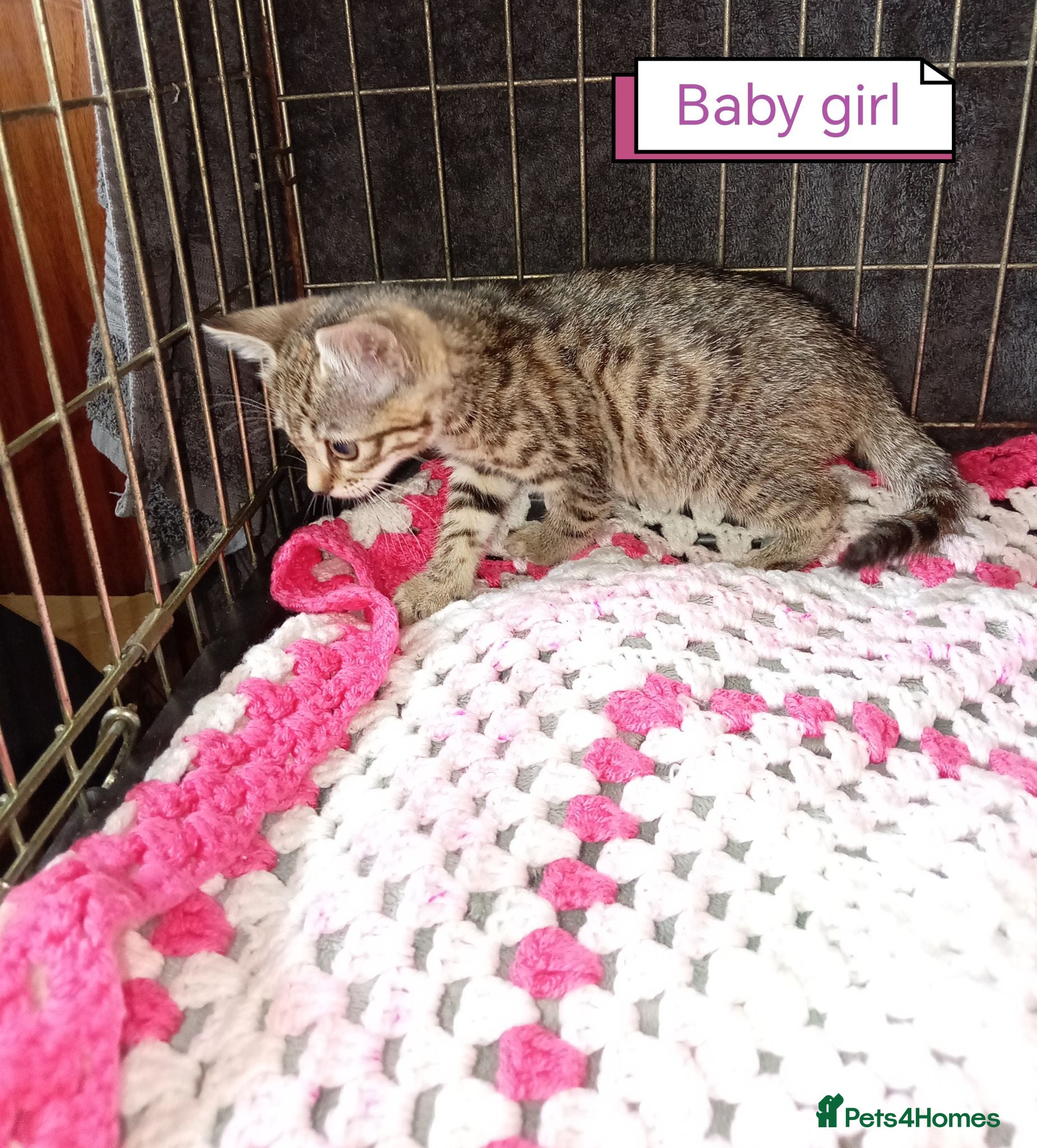 Bengal cats Bengal kittens ready now - Advert 2