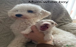 Poochon dogs for sale: F2 poochon  - Image 5