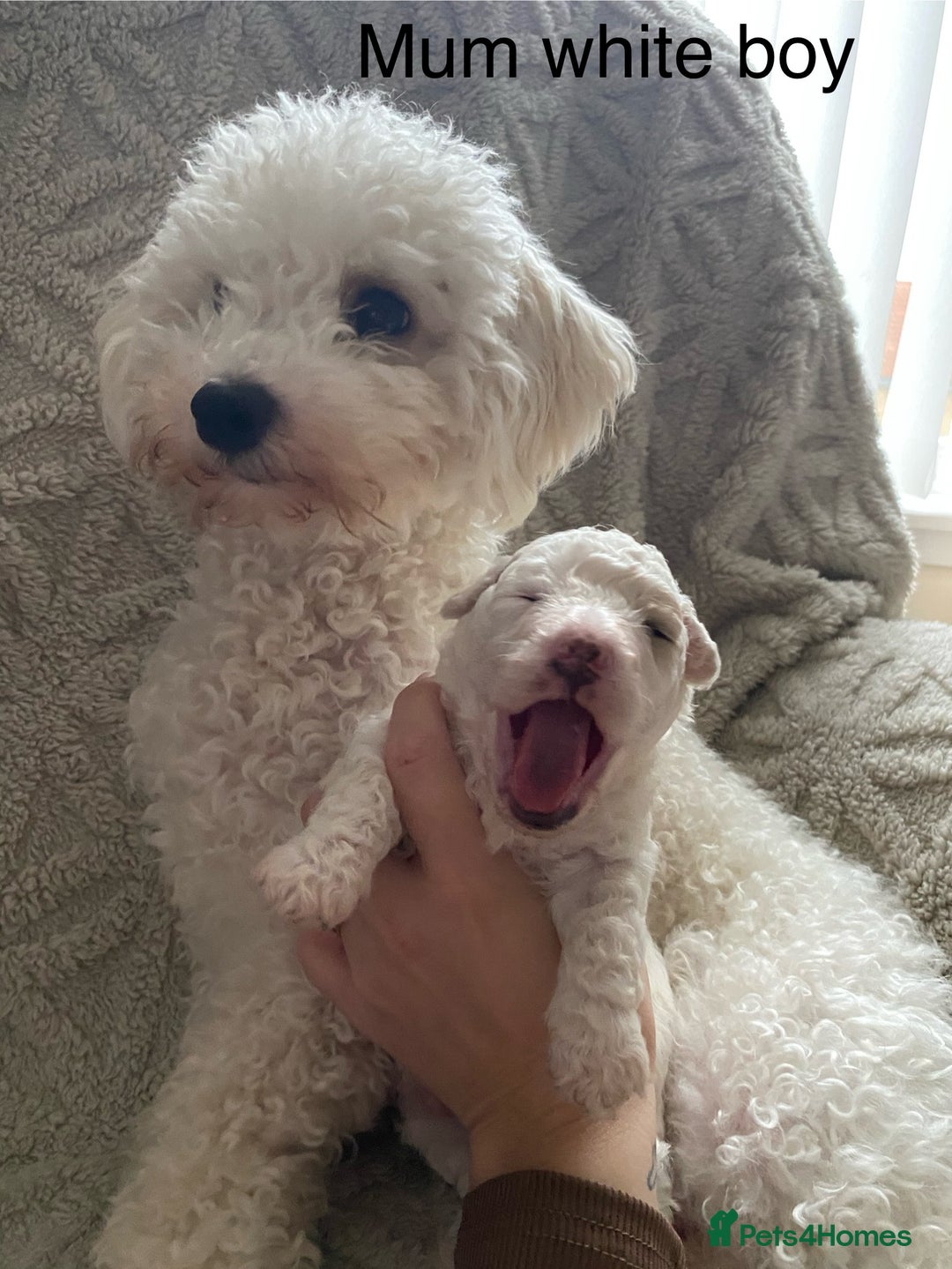 Poochon dogs for sale: F2 poochon  - Image 5