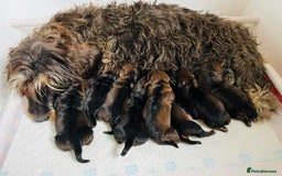 Dachshund dogs for stud: KC Registered Wirehaired Dachshund for Stud in Stoke-on-Trent - Image 17