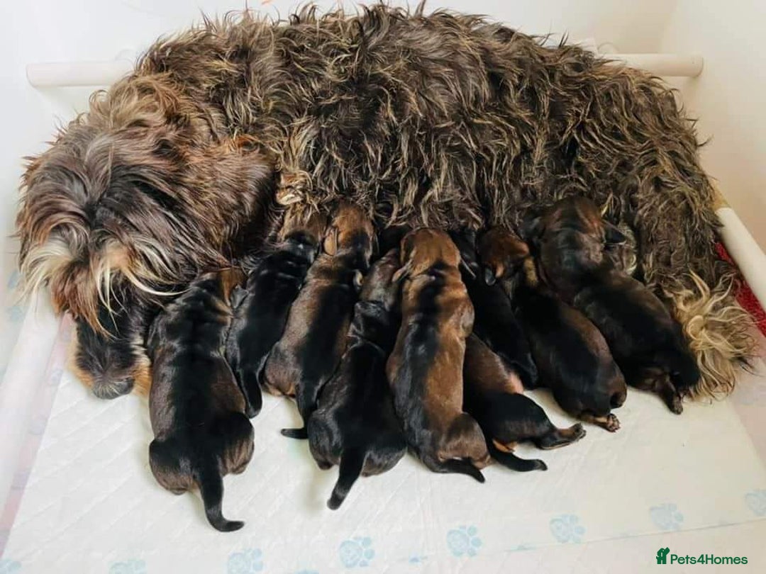 Dachshund dogs for stud: KC Registered Wirehaired Dachshund for Stud in Stoke-on-Trent - Image 17