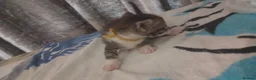 Mixed Breed cats for sale: Adorable Kittens looking for their Forever Home - Advert 13