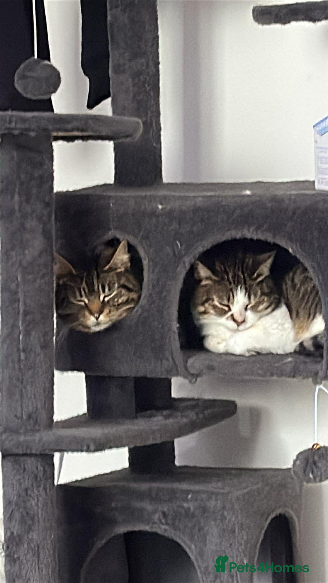 British Shorthair cats Mollie and Millie  - Advert 2