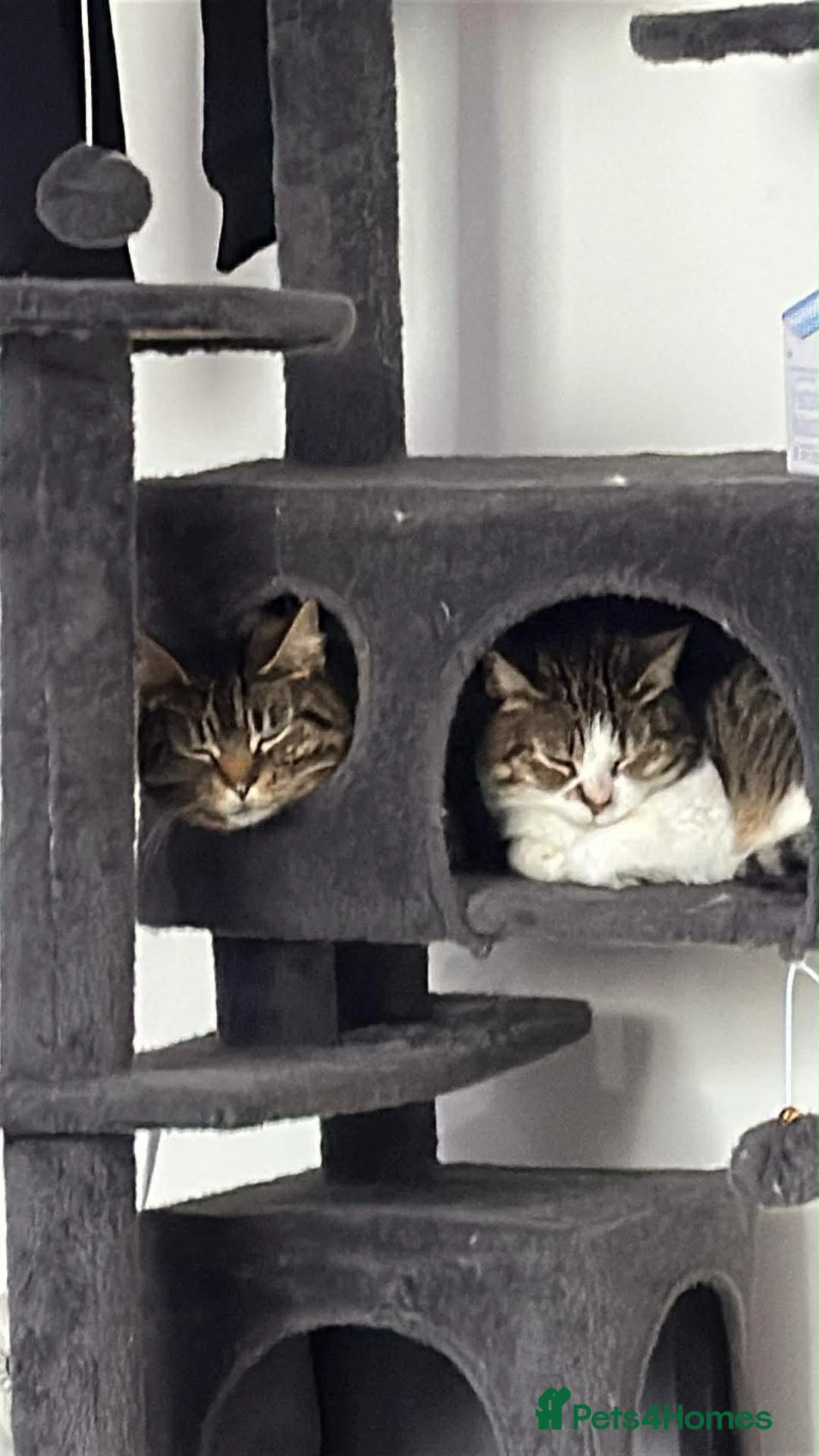 British Shorthair cats for sale: Mollie and Millie  in Mansfield - Advert 1