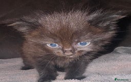 Mixed Breed cats for sale: 5 beautiful kittens mother part ragdoll - Image 1