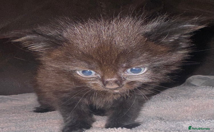 Mixed Breed cats - Advert 1