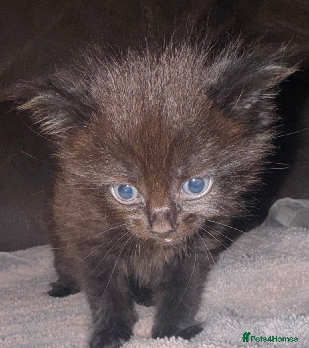 Mixed Breed cats for sale: 5 beautiful kittens mother part ragdoll - Image 1