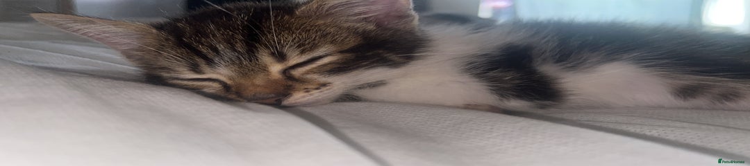 Maine Coon Kitten 1