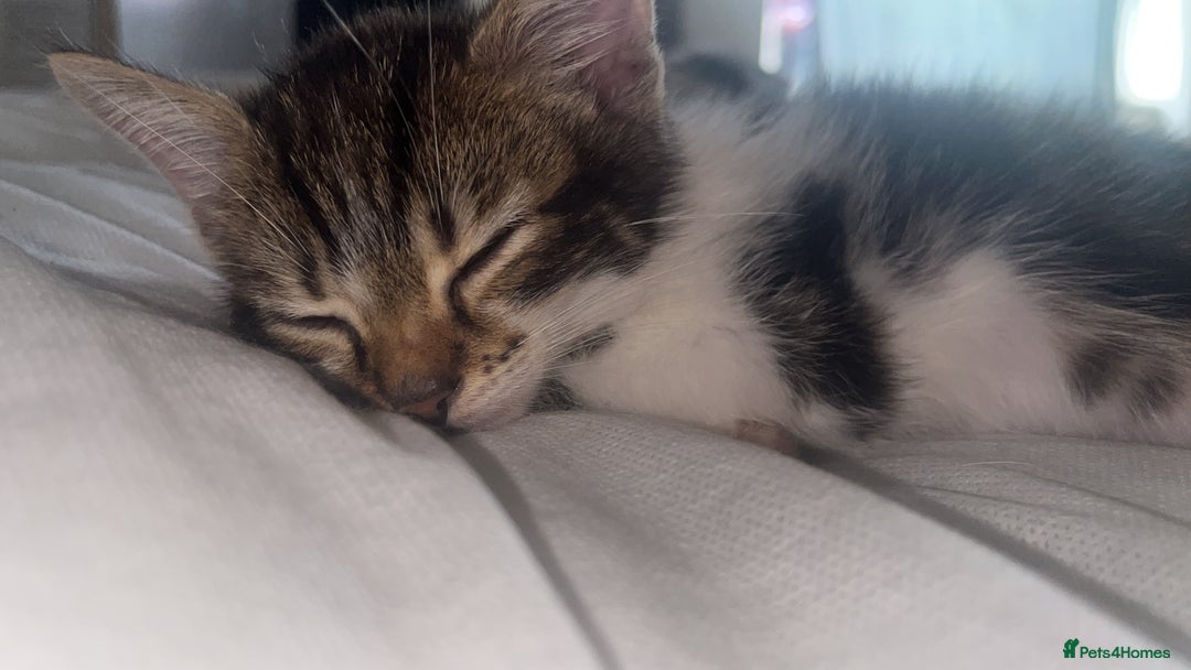 Maine Coon cats for sale: Maine coon girls and boys - Image 1