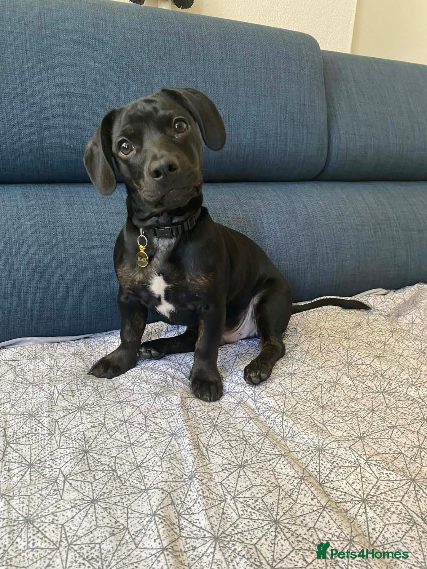 Mixed Breed dogs Dachshund mix needs rehome - Advert 2