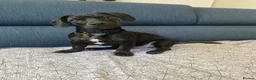 Mixed Breed dogs for sale: Dachshund mix needs rehome - Advert 1