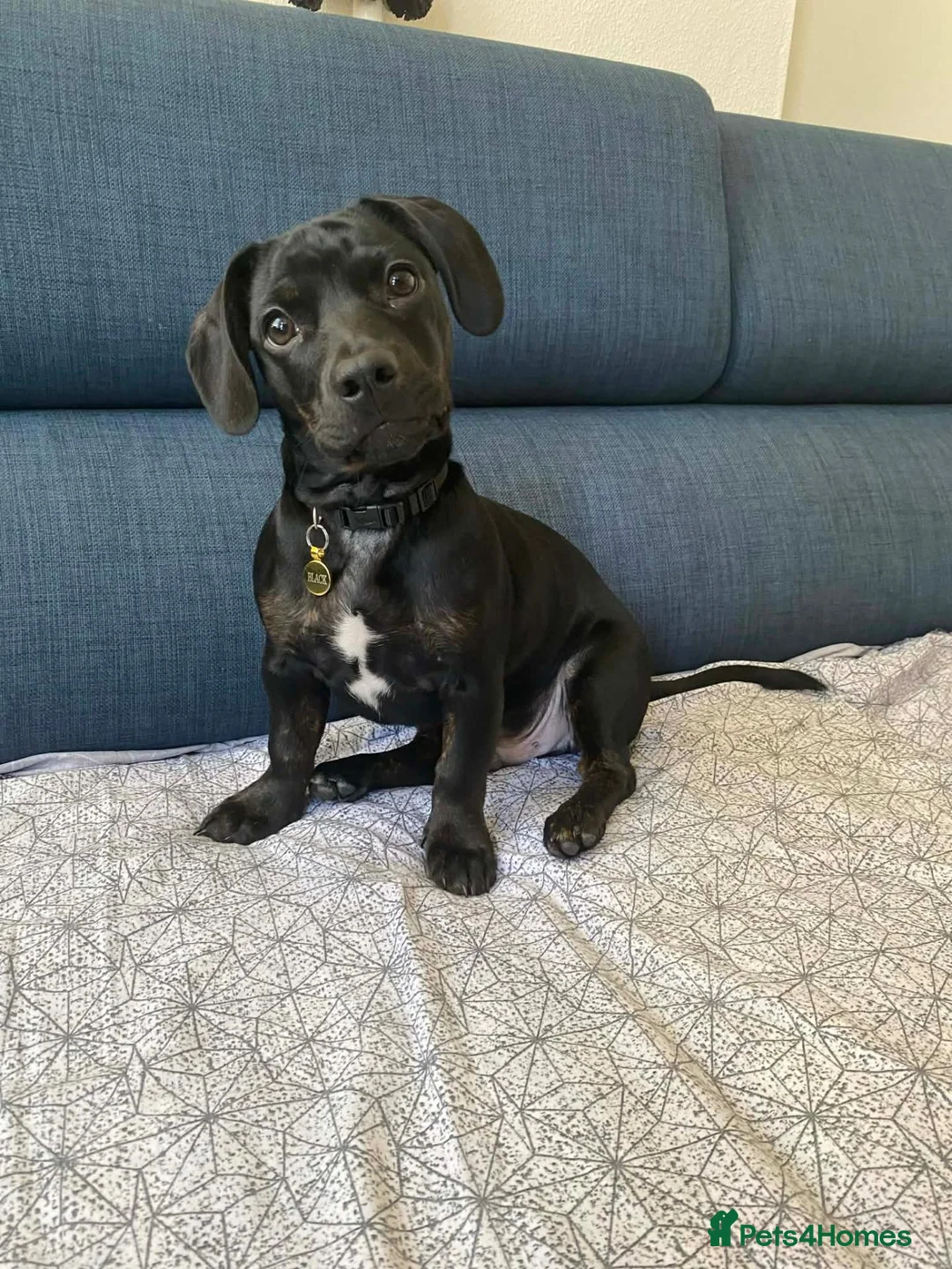 Mixed Breed dogs for sale: Dachshund mix needs rehome - Advert 1