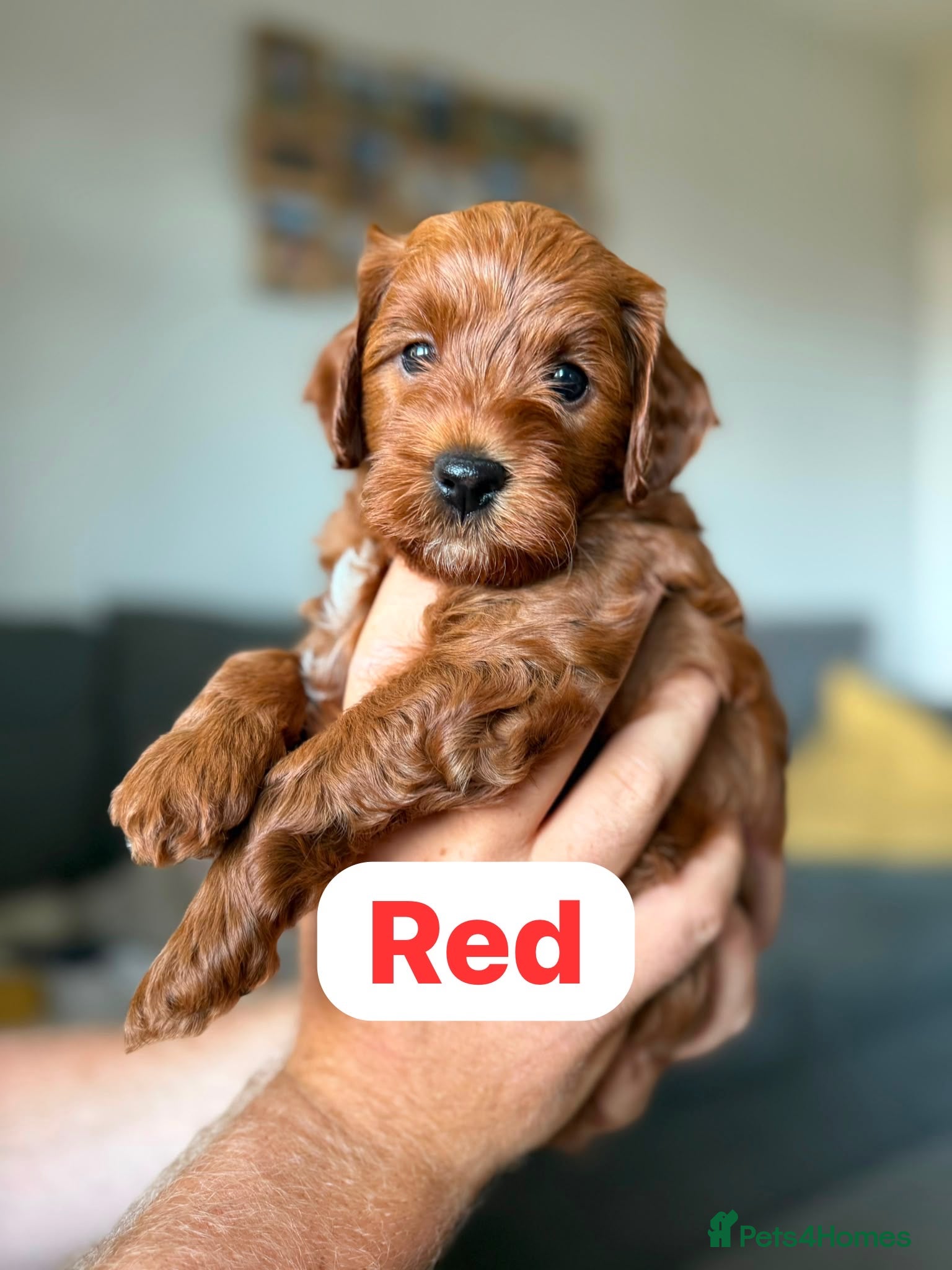 Cockapoo dogs F1b cockapoo puppies fully DNA and health tested. - Advert 4