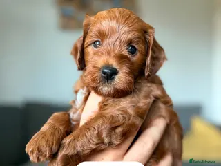 Cockapoo dogs F1b cockapoo puppies fully DNA and health tested. - Advert 4