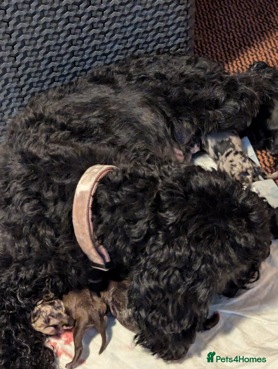 Cavapoo dogs for sale: Fabulous chocolate Cavapoos - Advert 1