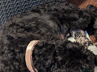 Cavapoo dogs Fabulous chocolate Cavapoos - Advert 6