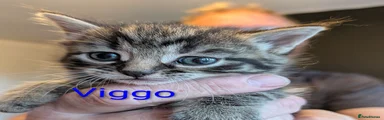 Viggo 🩵