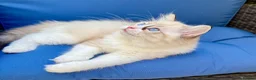Ragdoll cats for sale: WORLD BEATIFUL RAGDOLL KITTEN / FIFE - Advert 11