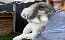 French Lop rabbits for sale: French lop rabbit - Image 3
