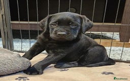 Labrador Retriever dogs for sale: kc English Labs available - Image 2