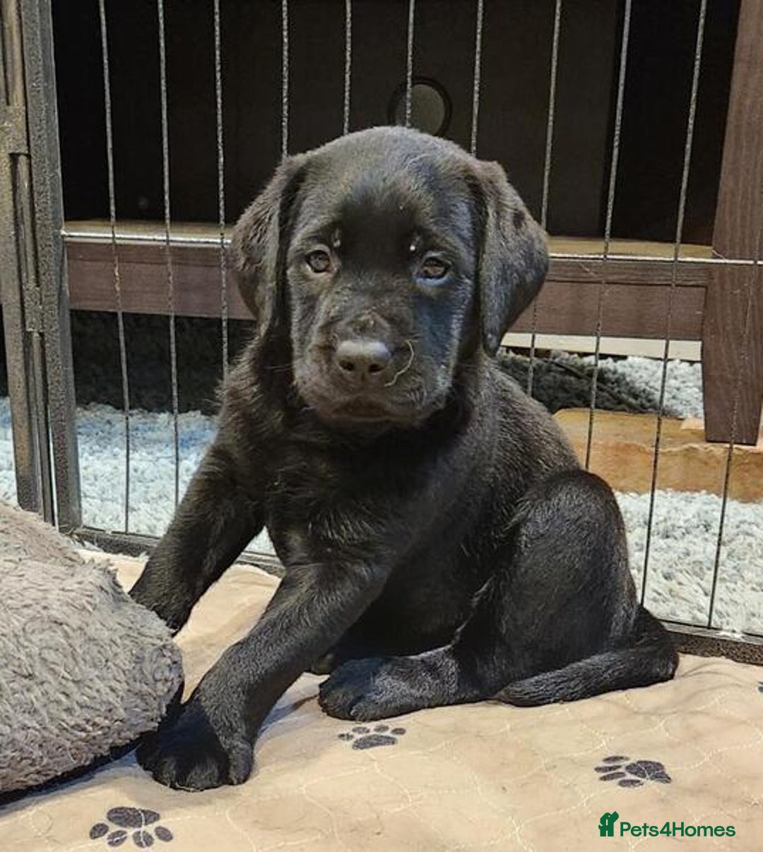 Labrador Retriever dogs for sale: kc English Labs available - Image 2