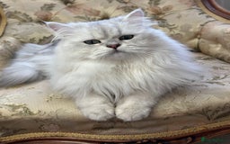 British Longhair cats for stud: British long hair boy for stud  - Image 7