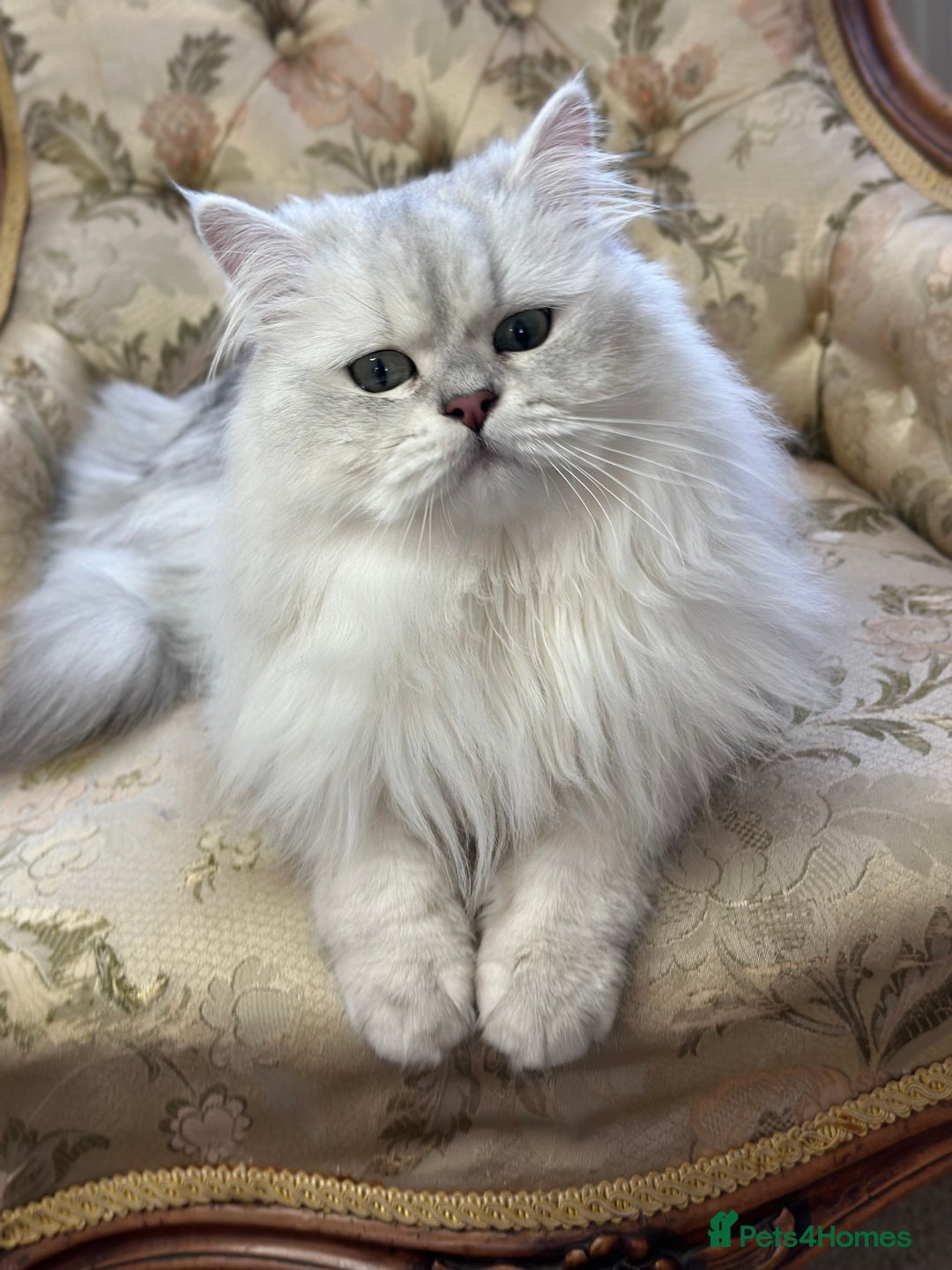 British Longhair cats for stud: British long hair boy for stud  - Image 7