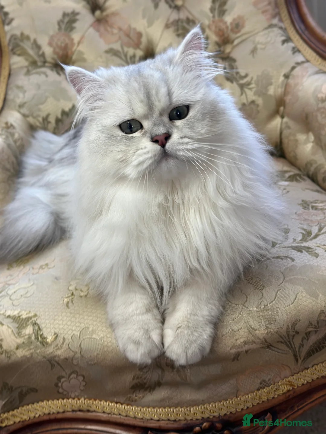 British Longhair cats for stud: TICA British long hair boy for stud  - Advert 7