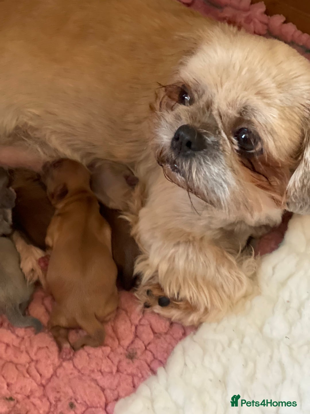 Shih Tzu dogs for sale: Shih Tzu’s Puppies Standard x Imperial  - Image 2