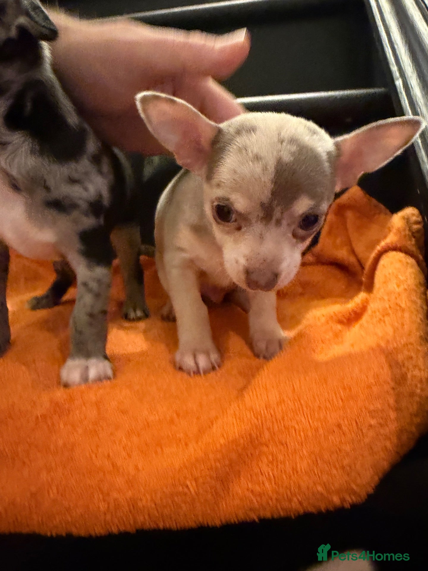 Chihuahua dogs for sale: Chihuahua  - Advert 2