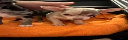 Chihuahua dogs for sale: Chihuahua  - Advert 2