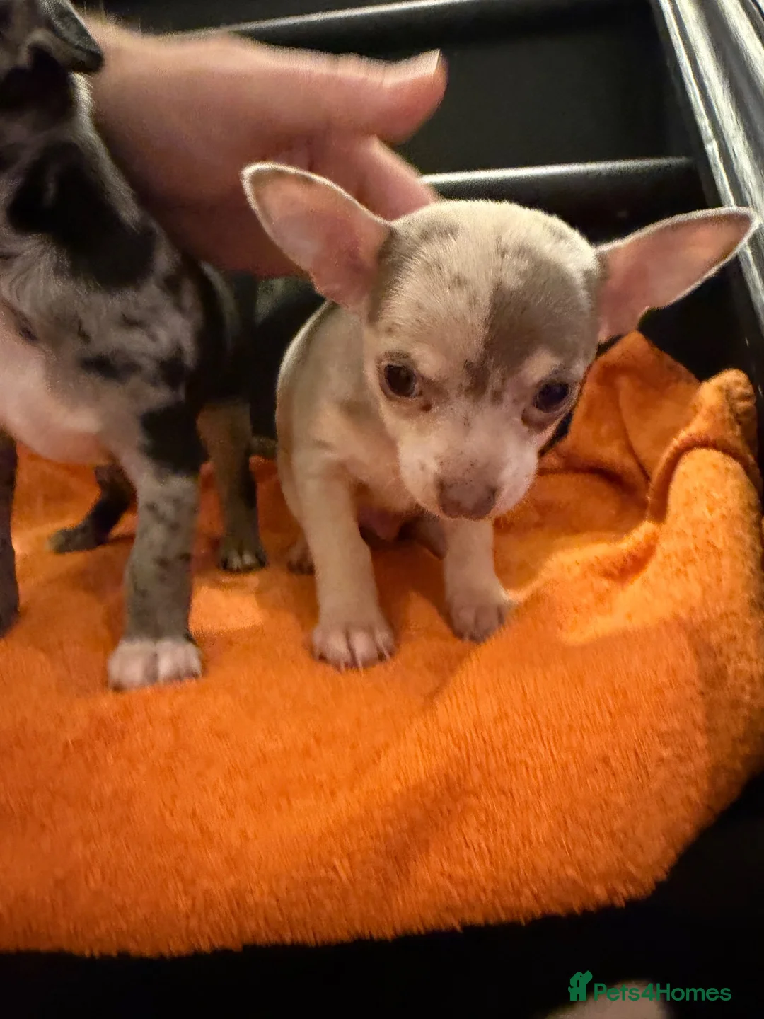Chihuahua dogs for sale: Chihuahua  - Advert 2