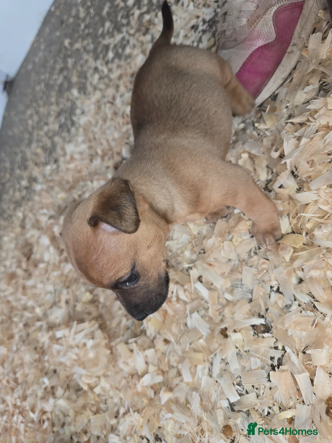 Jack Russell dogs for sale: Stunning jack russell puppy - Advert 2